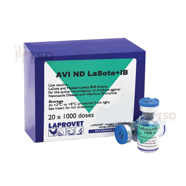 AVI ND Lasota+IB | Vắc-xin phòng bệnh IB dòng Masachusetts B48 và ND dòng Lasota
