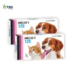 AMCLOX V 125 – thuốc kháng sinh thú y điều trị nhiễm khuẩn cho chó và mèo