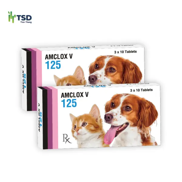 AMCLOX V 125 – thuốc kháng sinh thú y điều trị nhiễm khuẩn cho chó và mèo