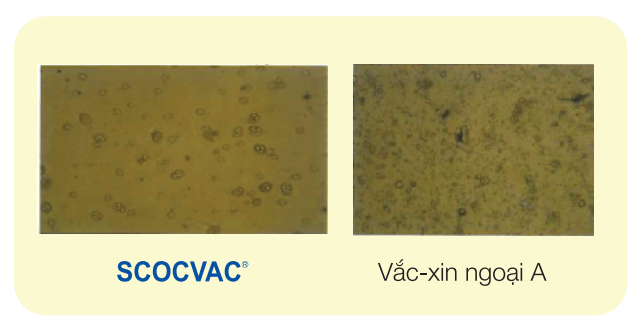 Độ tinh khiết của scovac 4 so với vaccin khác