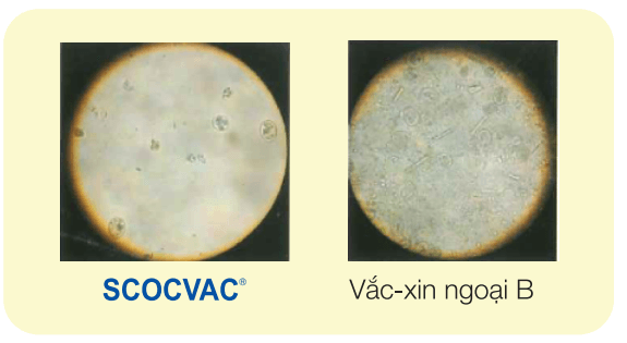 Độ tinh khiết của scovac 4 so với vaccin khác1