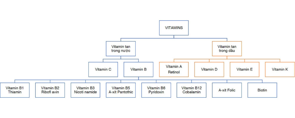 hình 1 phân loại vitamin
