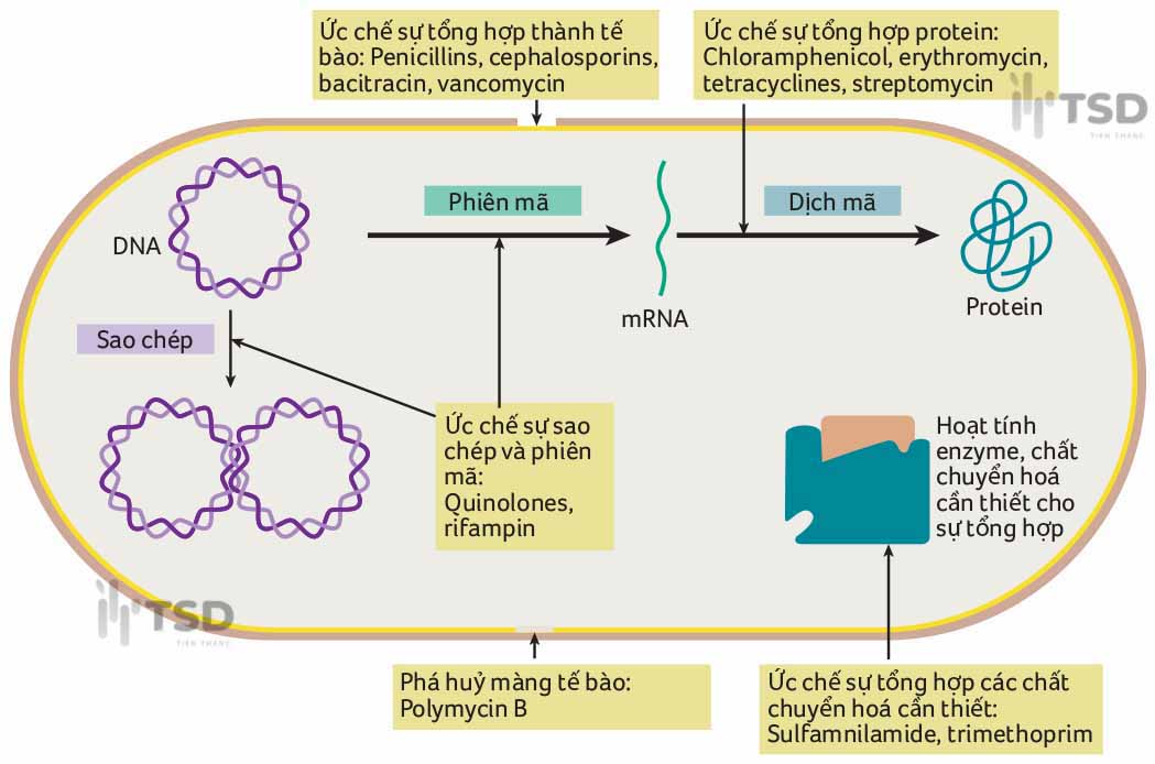 hình 2 cơ chế hoạt động các nhóm kháng sinh