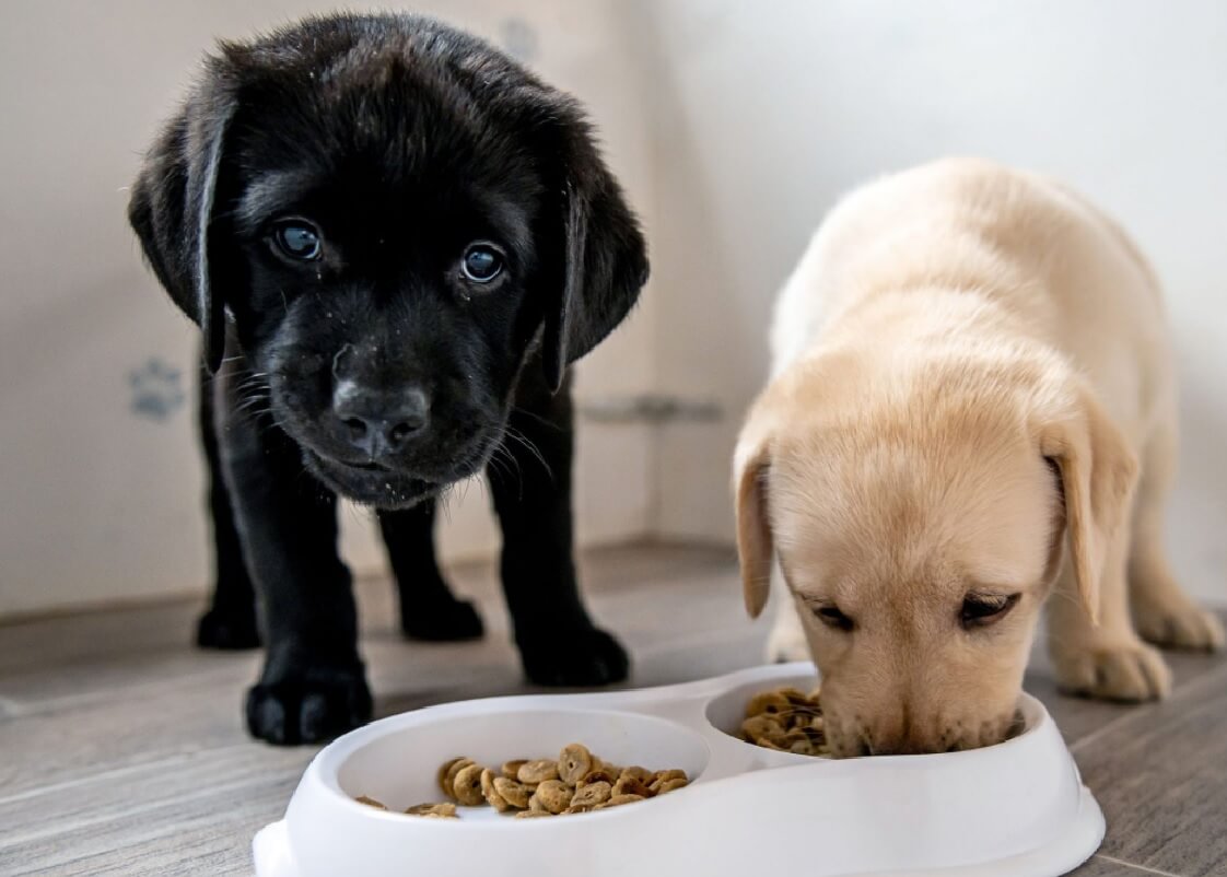 Những điều nên biết về thức ăn dành chó con và cách cho ăn