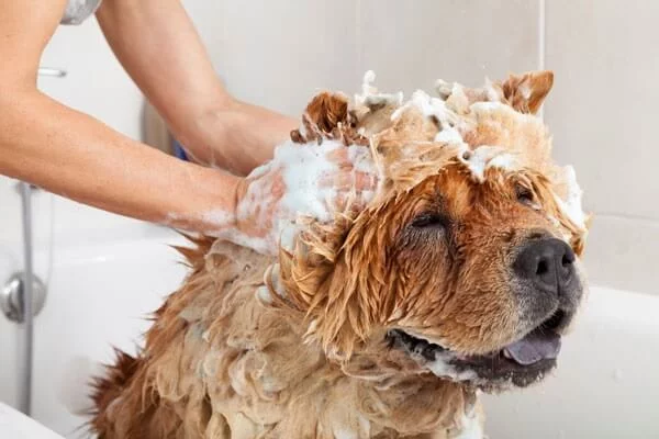 tắm chó quá nhiều lần làm da mất cân bằng ph