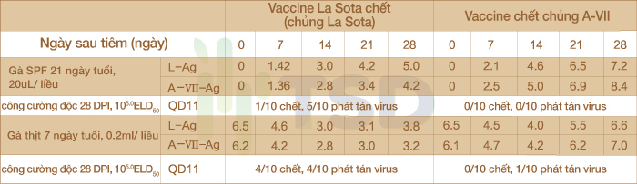 thử thách bảo hộ từ vắc xin a vii chết
