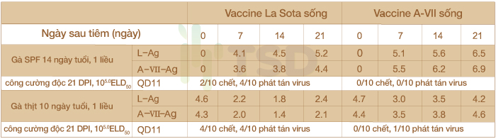 thử thách bảo hộ từ vắc xin a vii sống (Điều kiện phòng thí nghiệm)