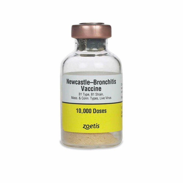 vaccine newcastle bronchitis b1 type b1 strain mass and conn types live virus