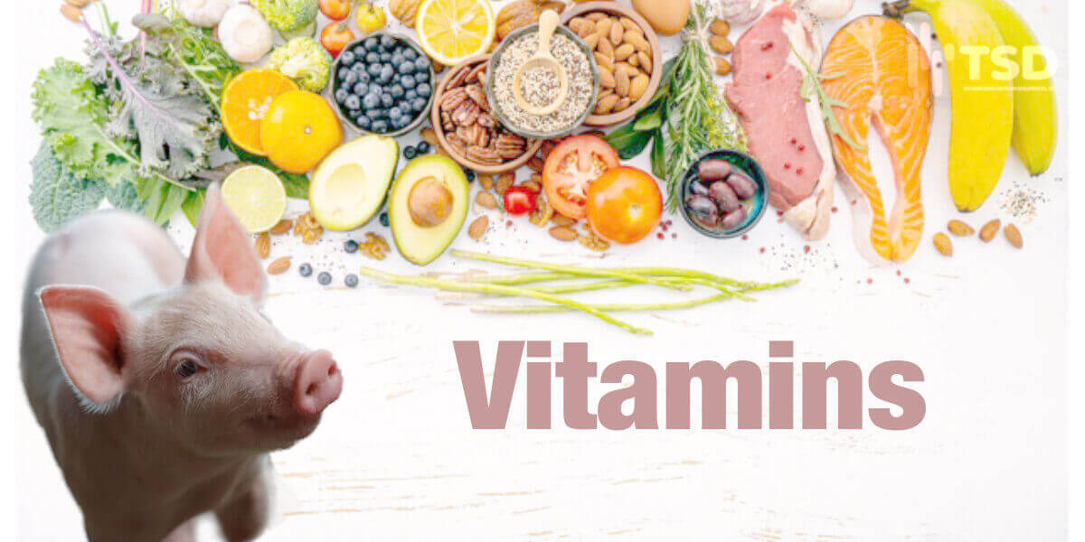 vai trò của các loại vitamin đối với cơ thể của heo