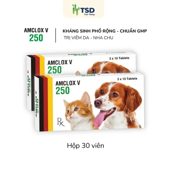 Thuốc kháng sinh AMCLOX V 250 trị viêm nha chu và viêm da cho chó mèo.