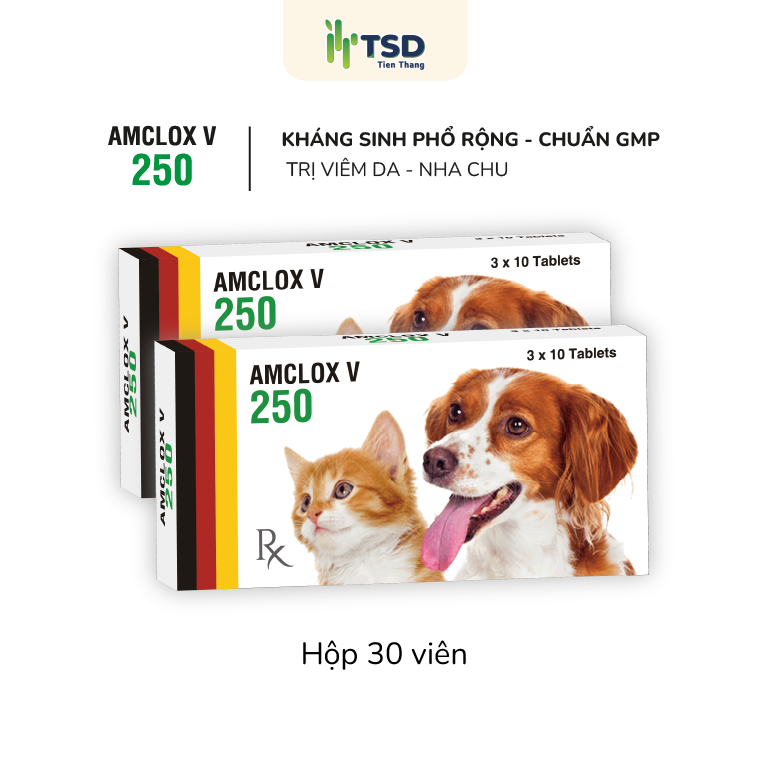 Thuốc kháng sinh AMCLOX V 250 trị viêm nha chu và viêm da cho chó mèo.