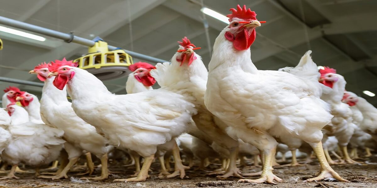 bệnh leukosis trên gà ảnh hưởng cho người chăn nuôi