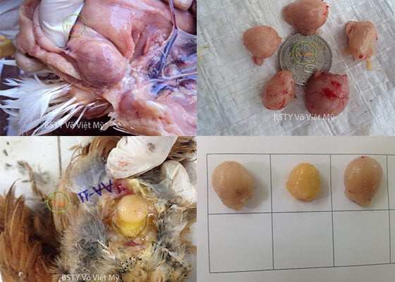 bệnh tích ở túi bursa gà bị nhiễm gumboro