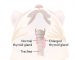 xet-nghiem-thyroxine-tren-lam-sang-thu-y