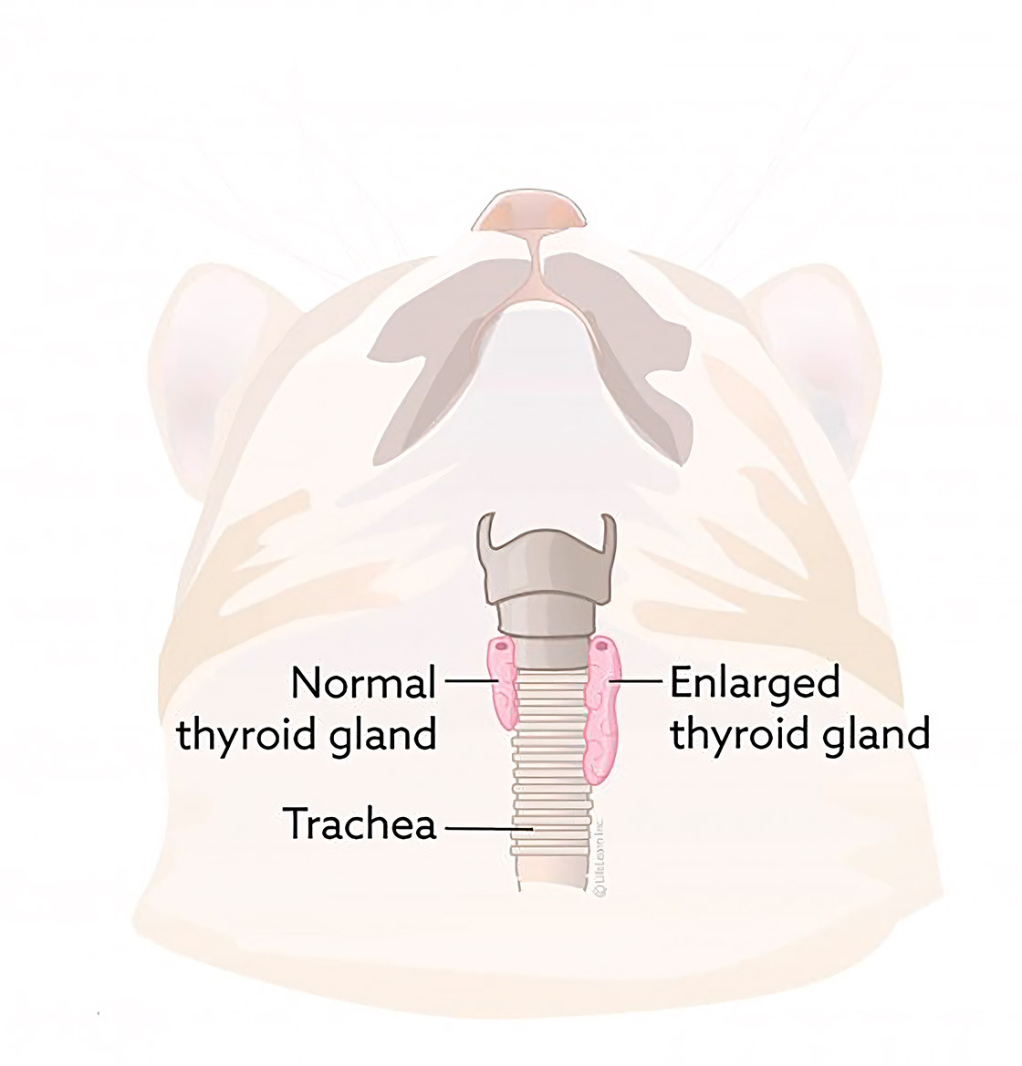 xet-nghiem-thyroxine-tren-lam-sang-thu-y