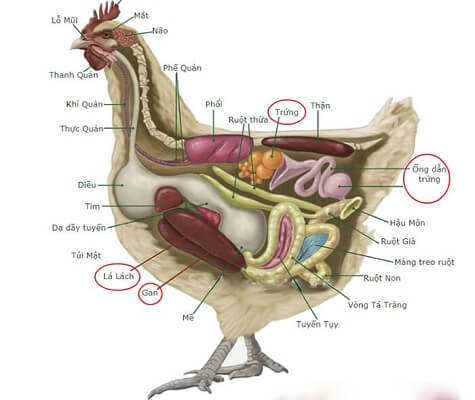 cơ chế sinh bệnh leukosis trên gà