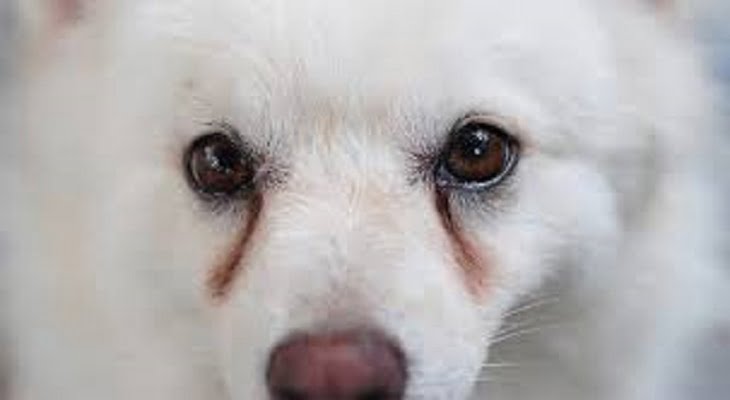 công dụng tylosin điều trị vết ố do nước mắt ở chó