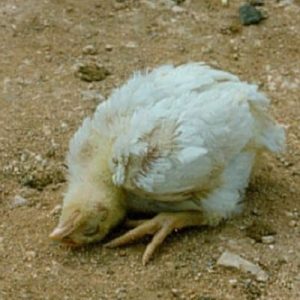 bệnh leukosis ở gà là gì