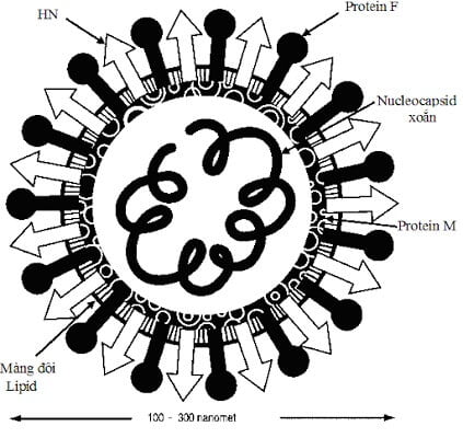hình thái của virus newcastle
