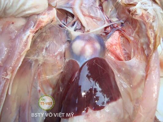 khối u ở tim khi gà bị marek
