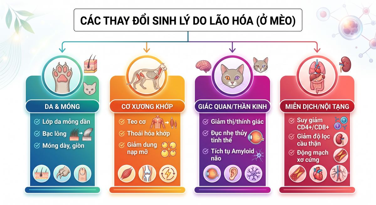 meo-lon-tuoi-2-thay-doi-sinh-ly-tu-nhien-2