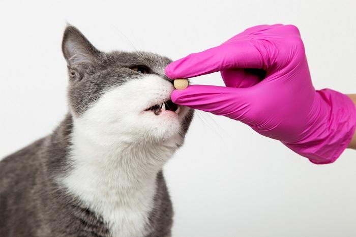 pimobendan-p4-nghien-cuu-lam-sang-ve-pimobendan-tren-meo