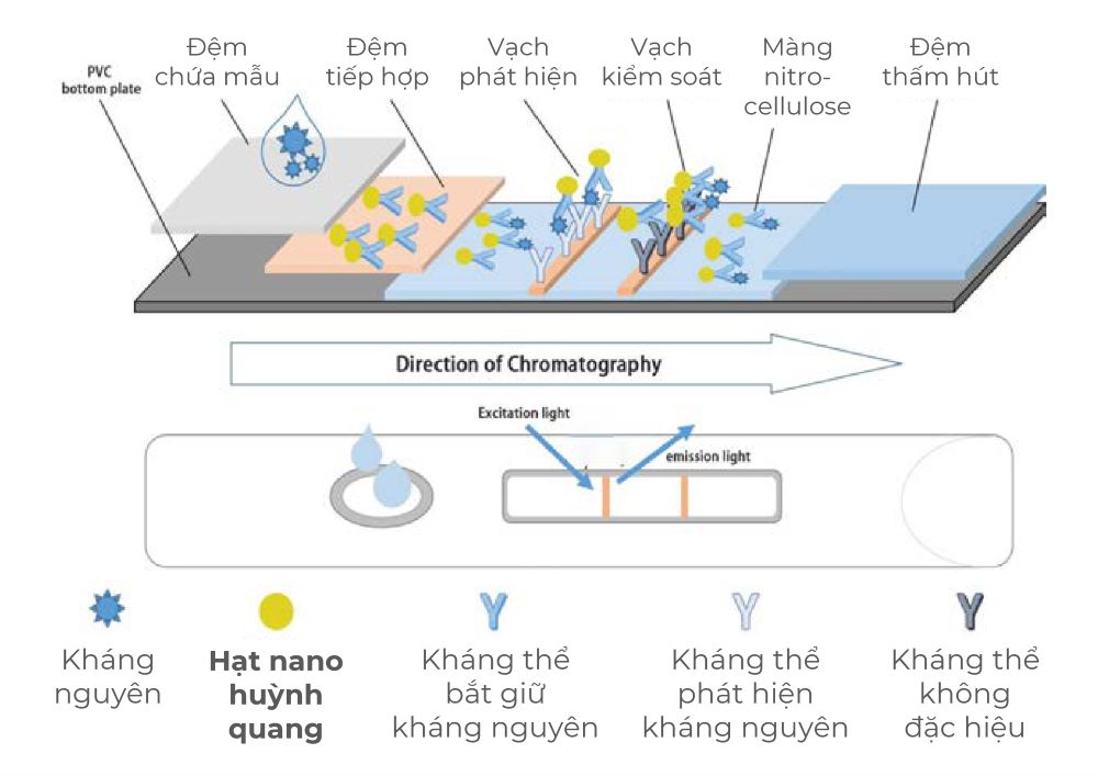 xet-nghiem-mien-dich-huynh-quang